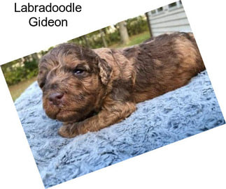 Labradoodle Gideon