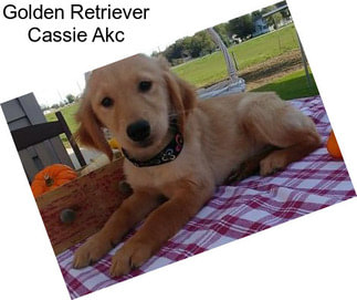 Golden Retriever Cassie Akc