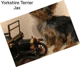 Yorkshire Terrier Jax