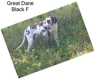 Great Dane Black F