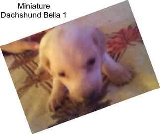 Miniature Dachshund Bella 1