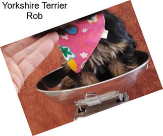 Yorkshire Terrier Rob