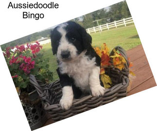 Aussiedoodle Bingo