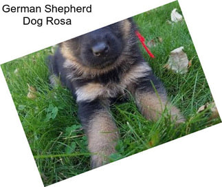 German Shepherd Dog Rosa