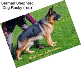 German Shepherd Dog Rocky (red)