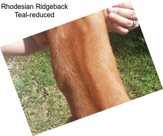Rhodesian Ridgeback Teal-reduced