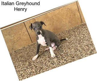 Italian Greyhound Henry