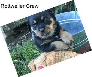 Rottweiler Crew