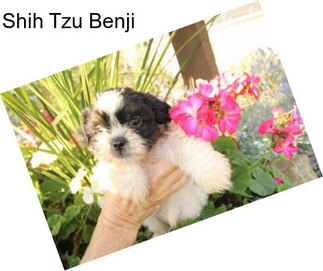 Shih Tzu Benji