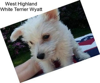 West Highland White Terrier Wyatt