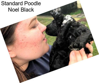 Standard Poodle Noel Black
