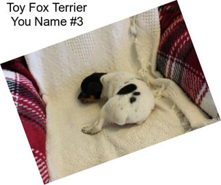 Toy Fox Terrier You Name #3