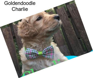 Goldendoodle Charlie