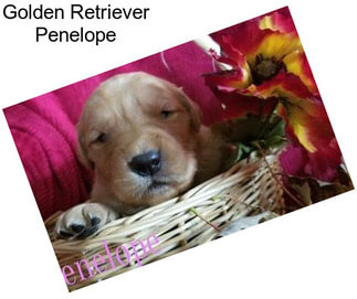 Golden Retriever Penelope