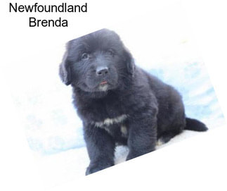 Newfoundland Brenda