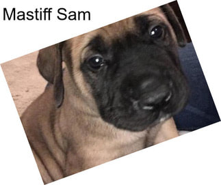 Mastiff Sam