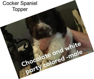 Cocker Spaniel Topper