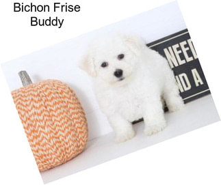 Bichon Frise Buddy