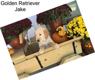 Golden Retriever Jake