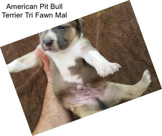American Pit Bull Terrier Tri Fawn Mal
