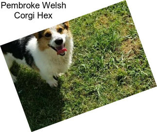 Pembroke Welsh Corgi Hex
