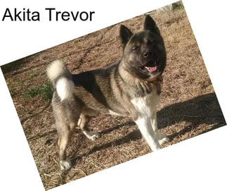 Akita Trevor