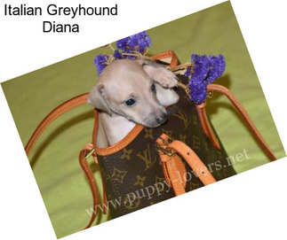 Italian Greyhound Diana