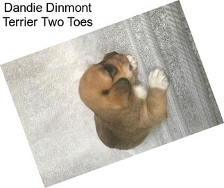 Dandie Dinmont Terrier Two Toes