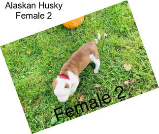 Alaskan Husky Female 2