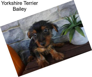 Yorkshire Terrier Bailey