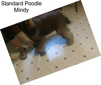 Standard Poodle Mindy
