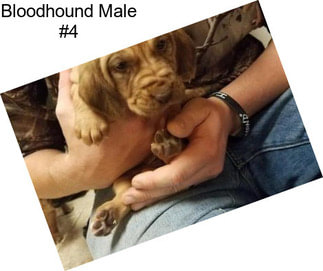 Bloodhound Male #4