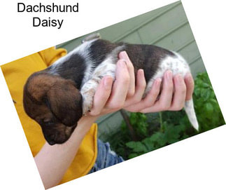 Dachshund Daisy