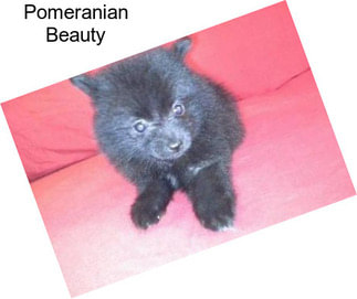 Pomeranian Beauty