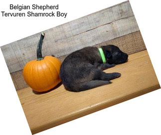 Belgian Shepherd Tervuren Shamrock Boy