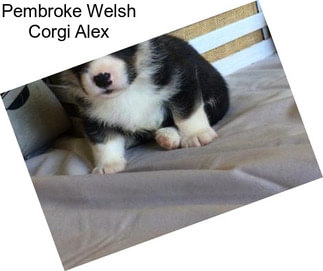 Pembroke Welsh Corgi Alex
