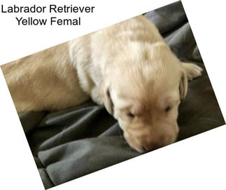 Labrador Retriever Yellow Femal