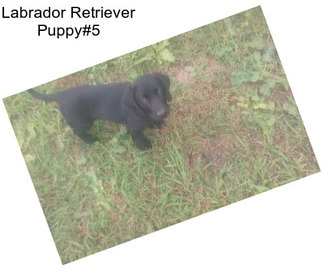 Labrador Retriever Puppy#5