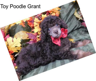 Toy Poodle Grant