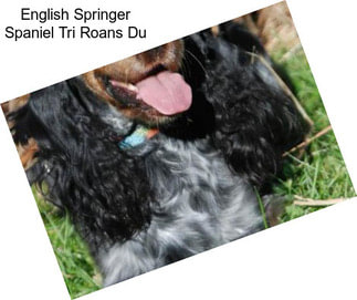 English Springer Spaniel Tri Roans Du