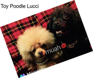 Toy Poodle Lucci