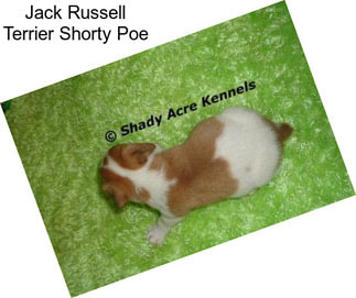 Jack Russell Terrier Shorty Poe