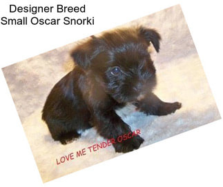 Designer Breed Small Oscar Snorki