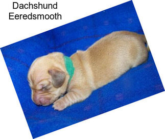 Dachshund Eeredsmooth