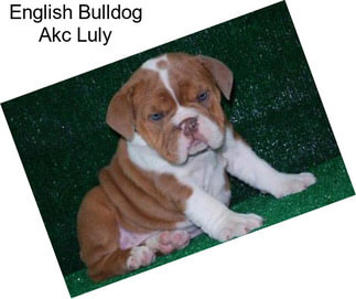 English Bulldog Akc Luly