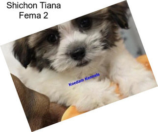 Shichon Tiana Fema 2