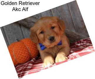 Golden Retriever Akc Alf