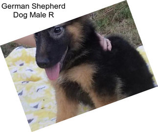 German Shepherd Dog Male R