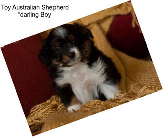 Toy Australian Shepherd *darling Boy