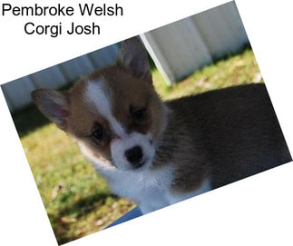 Pembroke Welsh Corgi Josh